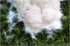 Attēlu rezultāti vaicājumam “Fuligo candida”