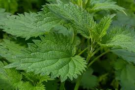 Attēlu rezultāti vaicājumam “Urtica dioica”