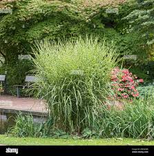 Image result for Miscanthus sinensis Zebrina