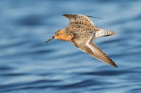 Attēlu rezultāti vaicājumam “Calidris canutus adult”