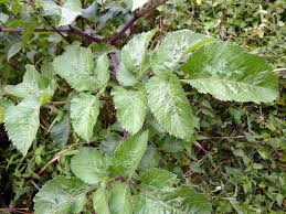 Attēlu rezultāti vaicājumam “Angelica sylvestris leaf”