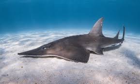 Image result for Rhynchobatus australiae