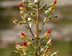 Attēlu rezultāti vaicājumam “Scrophularia nodosa leaf”