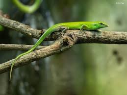 Risultati immagini per dasia smaragdina