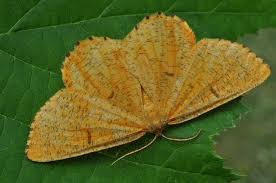 Attēlu rezultāti vaicājumam “Angerona prunaria”