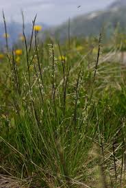 Attēlu rezultāti vaicājumam “Nardus stricta flower”
