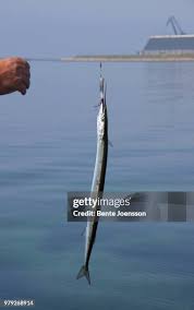 Attēlu rezultāti vaicājumam “Belone belone”