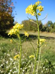 Attēlu rezultāti vaicājumam “Sisymbrium loeselii flower”
