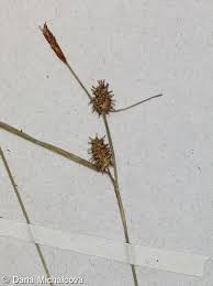 Attēlu rezultāti vaicājumam “Carex lepidocarpa”