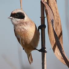 Image result for Remiz pendulinus