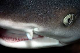 Image result for Triaenodon obesus