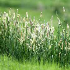 Attēlu rezultāti vaicājumam “Phleum pratense”