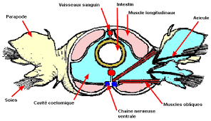 Attēlu rezultāti vaicājumam “Annelides”
