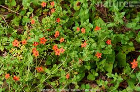 Attēlu rezultāti vaicājumam “Anagallis arvensis flower”