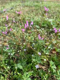 Attēlu rezultāti vaicājumam “Lamium amplexicaule”