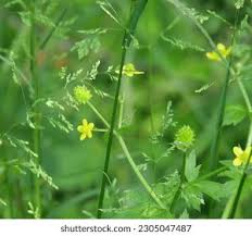 Attēlu rezultāti vaicājumam “Ranunculus sceleratus flower”