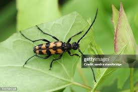 Attēlu rezultāti vaicājumam “Leptura quadrifasciata”