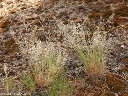 Attēlu rezultāti vaicājumam “Corynephorus canescens leaf”