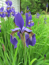 Attēlu rezultāti vaicājumam “Iris rosenbachiana”