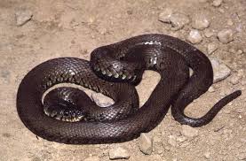 Attēlu rezultāti vaicājumam “Natrix natrix”