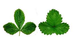 Attēlu rezultāti vaicājumam “Fragaria vesca leaf”