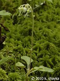 Attēlu rezultāti vaicājumam “Orthilia secunda flower”