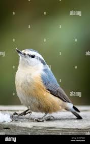 Image result for Sitta canadensis