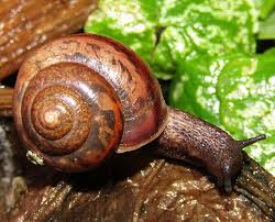 Attēlu rezultāti vaicājumam “Fruticola fruticum”