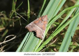 Attēlu rezultāti vaicājumam “Scoliopteryx libatrix”