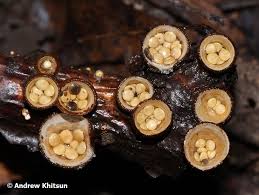 Attēlu rezultāti vaicājumam “Crucibulum laeve”