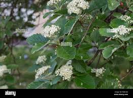 Attēlu rezultāti vaicājumam “Sorbus intermedia leaf”