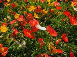 Image result for Papaver nudicaule