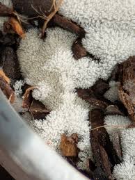 Attēlu rezultāti vaicājumam “Didymium serpula spores”