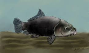 Image result for Ictiobus niger