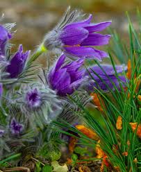 Attēlu rezultāti vaicājumam “Pulsatilla patens flower”