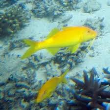 Image result for Parupeneus cyclostomus