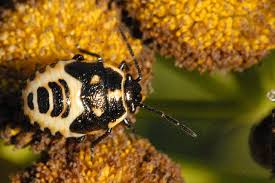 Attēlu rezultāti vaicājumam “Eurydema dominulus”