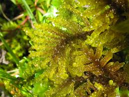 Attēlu rezultāti vaicājumam “Palustriella decipiens”