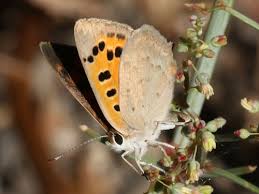 Attēlu rezultāti vaicājumam “Lycaena phlaeas underside”