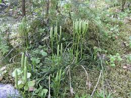 Attēlu rezultāti vaicājumam “Diphasium complanatum”