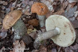 Attēlu rezultāti vaicājumam “Leccinum versipelle”