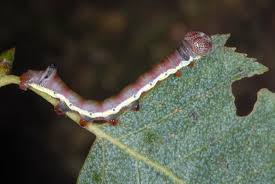 Attēlu rezultāti vaicājumam “Pheosia gnoma”