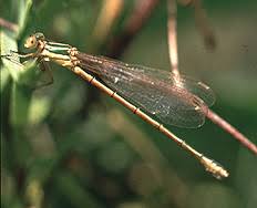 Attēlu rezultāti vaicājumam “Lestes virens female”