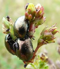 Attēlu rezultāti vaicājumam “Hypericum perforatum bud”