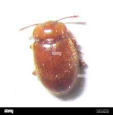 Attēlu rezultāti vaicājumam “Endomychidae”