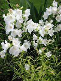 Attēlu rezultāti vaicājumam “Campanula persicifolia leaf”