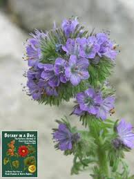 Attēlu rezultāti vaicājumam “Hydrophyllaceae”