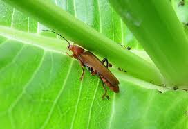 Attēlu rezultāti vaicājumam “Cantharis livida”