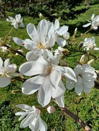 Attēlu rezultāti vaicājumam “Magnolia x loebneri”