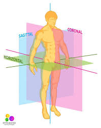 Image result for body midline